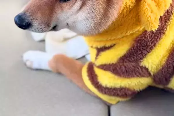 コンビニに行っている間、車で留守番していた犬→すぐに戻ったら…悲壮感がすごい『表情』に反響「そんな目で見られたら…」「気持ち出すぎｗ」