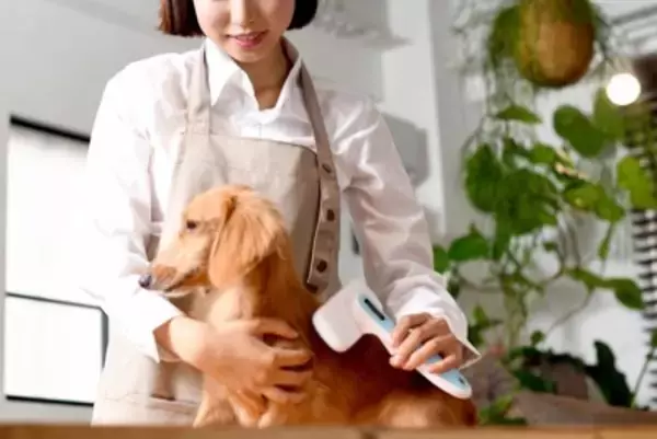 犬の『ブラッシング』における絶対NG行為６選　間違ったお手入れが愛犬にストレスを与えてしまうことも…