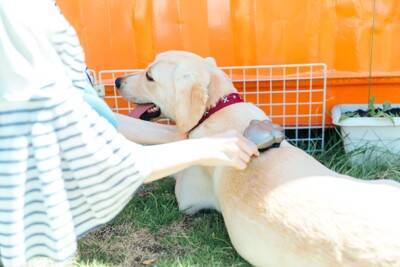 犬の『ブラッシング』における絶対NG行為６選　間違ったお手入れが愛犬にストレスを与えてしまうことも…