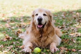 老犬に絶対やってはいけない『NGお手入れ』５選　体への負担となるタブー行為とは？