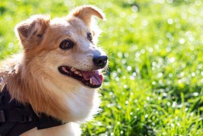 老犬に絶対やってはいけない『NGお手入れ』５選　体への負担となるタブー行為とは？