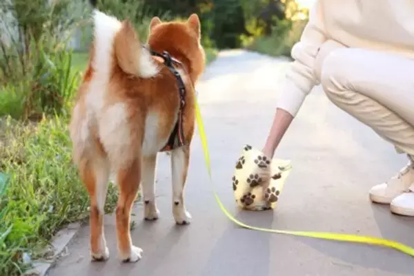 犬の危険な『ウンチの状態』4選　病気の可能性や治療が必要かどうかを判断する方法とは？