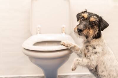 犬の危険な『ウンチの状態』4選　病気の可能性や治療が必要かどうかを判断する方法とは？