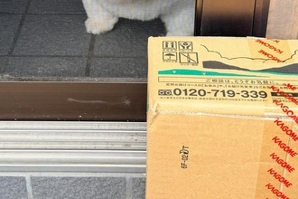 自宅警備犬が『お昼寝をした』結果→配達員の置き配に気が付かなくて…ショックを受け過ぎた『まさかの表情』に9万いいね「可愛すぎ」「反則」