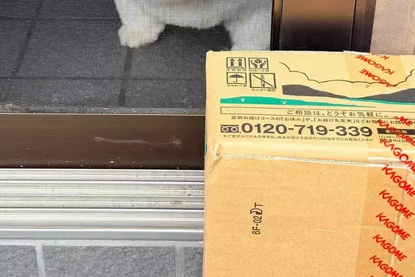 自宅警備犬が『お昼寝をした』結果→配達員の置き配に気が付かなくて…ショックを受け過ぎた『まさかの表情』に9万いいね「可愛すぎ」「反則」