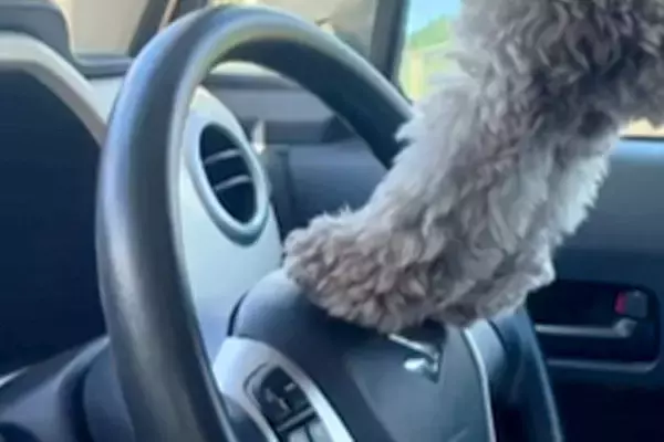 『車の運転席から外が見たい』と訴える犬→無理やりパパを踏み台にして…『まさかの覗き方』に爆笑「組体操で草」「あんよが可愛すぎるｗｗ」