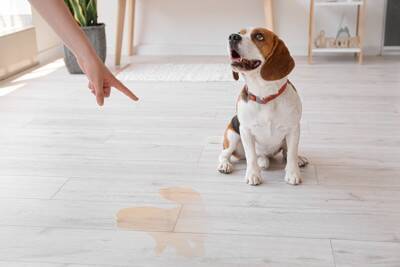 犬のしつけでやってはいけない『絶対NG行為』3つ　デメリットとなる叱り方や注意点まで