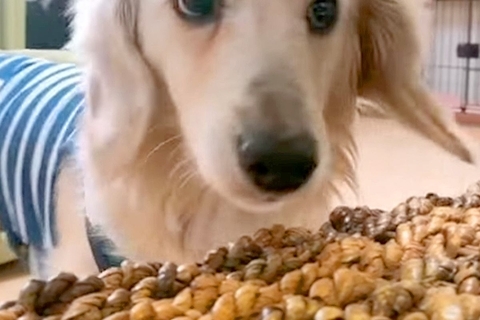 『2度も飼い主に捨てられた犬』"声がうるさい"と部屋に閉じ込められて…衝撃の半生と『涙の光景』が42万再生「ありがとう」「本当よかった」