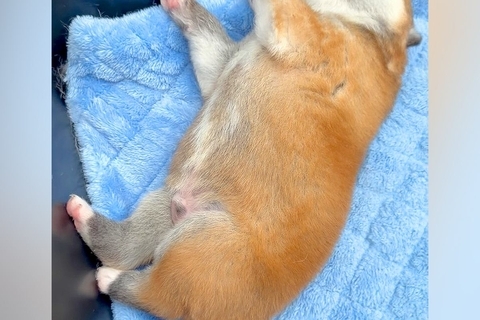 生後12日目の『秋田犬の赤ちゃん2匹』→寝相を比べてみた結果…とんでもなく尊い『眠り方の違い』が33万再生「こんな個性でるんだ」「天使」