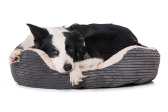 犬にとって『不快なベッド』の特徴３選　愛犬に嫌な思いをさせてしまう寝床の状態とは？
