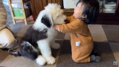 小さな女の子が『超大型犬の子犬』にハグした結果…まさかの反応が『可愛すぎる』と57万再生「照れちゃうの最高ｗ」「幸せそのもの」と悶絶