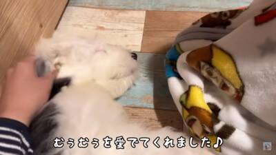 小さな女の子が『超大型犬の子犬』にハグした結果…まさかの反応が『可愛すぎる』と57万再生「照れちゃうの最高ｗ」「幸せそのもの」と悶絶