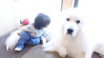 小さな女の子が『超大型犬の子犬』にハグした結果…まさかの反応が『可愛すぎる』と57万再生「照れちゃうの最高ｗ」「幸せそのもの」と悶絶