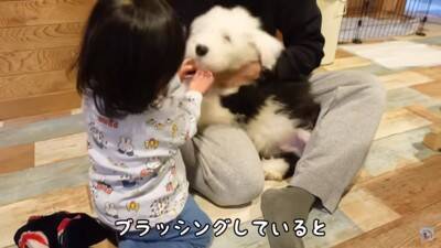小さな女の子が『超大型犬の子犬』にハグした結果…まさかの反応が『可愛すぎる』と57万再生「照れちゃうの最高ｗ」「幸せそのもの」と悶絶