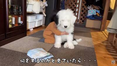 小さな女の子が『超大型犬の子犬』にハグした結果…まさかの反応が『可愛すぎる』と57万再生「照れちゃうの最高ｗ」「幸せそのもの」と悶絶