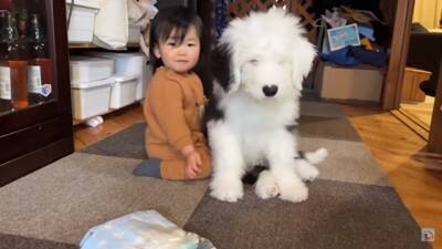 小さな女の子が『超大型犬の子犬』にハグした結果…まさかの反応が『可愛すぎる』と57万再生「照れちゃうの最高ｗ」「幸せそのもの」と悶絶