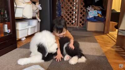 小さな女の子が『超大型犬の子犬』にハグした結果…まさかの反応が『可愛すぎる』と57万再生「照れちゃうの最高ｗ」「幸せそのもの」と悶絶
