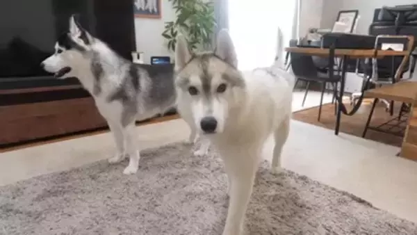 『寂しいよぉ…』自分だけ家に置いていかれた犬…切なすぎる行動が愛おしくなると19万再生「兄ちゃん大好きなんだね」「パパいてもダメかｗ」