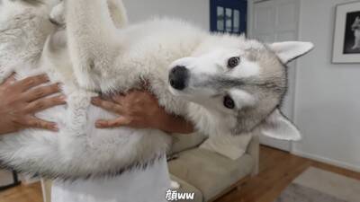 『寂しいよぉ…』自分だけ家に置いていかれた犬…切なすぎる行動が愛おしくなると19万再生「兄ちゃん大好きなんだね」「パパいてもダメかｗ」
