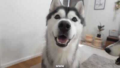 『寂しいよぉ…』自分だけ家に置いていかれた犬…切なすぎる行動が愛おしくなると19万再生「兄ちゃん大好きなんだね」「パパいてもダメかｗ」