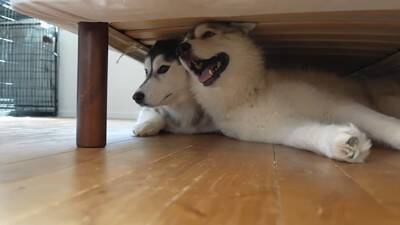 『寂しいよぉ…』自分だけ家に置いていかれた犬…切なすぎる行動が愛おしくなると19万再生「兄ちゃん大好きなんだね」「パパいてもダメかｗ」