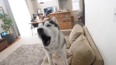 『寂しいよぉ…』自分だけ家に置いていかれた犬…切なすぎる行動が愛おしくなると19万再生「兄ちゃん大好きなんだね」「パパいてもダメかｗ」