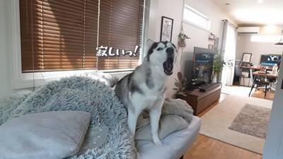 『寂しいよぉ…』自分だけ家に置いていかれた犬…切なすぎる行動が愛おしくなると19万再生「兄ちゃん大好きなんだね」「パパいてもダメかｗ」