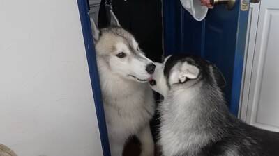 『寂しいよぉ…』自分だけ家に置いていかれた犬…切なすぎる行動が愛おしくなると19万再生「兄ちゃん大好きなんだね」「パパいてもダメかｗ」