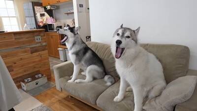 『寂しいよぉ…』自分だけ家に置いていかれた犬…切なすぎる行動が愛おしくなると19万再生「兄ちゃん大好きなんだね」「パパいてもダメかｗ」