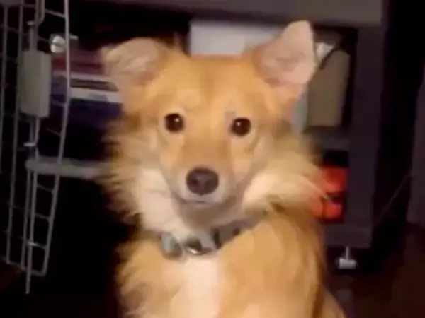 『元野犬』を飼った初日、怯えた顔をしていて…表情が全く違う『感動のビフォーアフター』に反響「素敵な笑顔」「可愛すぎ」「幸せパワー貰った」