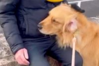 夕方、散歩中に『知らないおじいちゃん』と出会った大型犬→優しさが滲み出ている『尊いやり取り』が15万再生「ほっこりする」「愛され上手！」