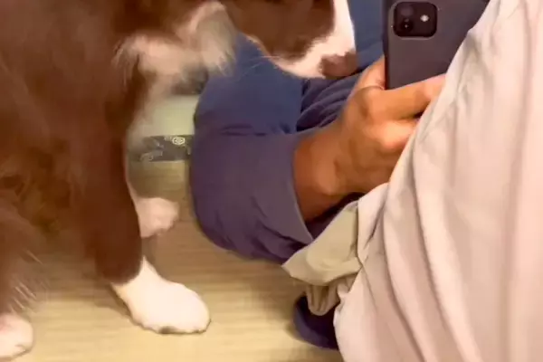 飼い主に恋をしている犬→生まれて初めて『叱られた』結果…わかりやすく絶望している『表情』が201万再生「怒りにくいｗ」「もろに出てて草」