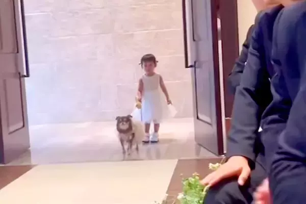 小さな女の子と犬が『新郎新婦に指輪を届けようとした』結果→扉が開いた瞬間に…まさかのハプニングが96万再生「可愛いが渋滞」「尊くて涙…」
