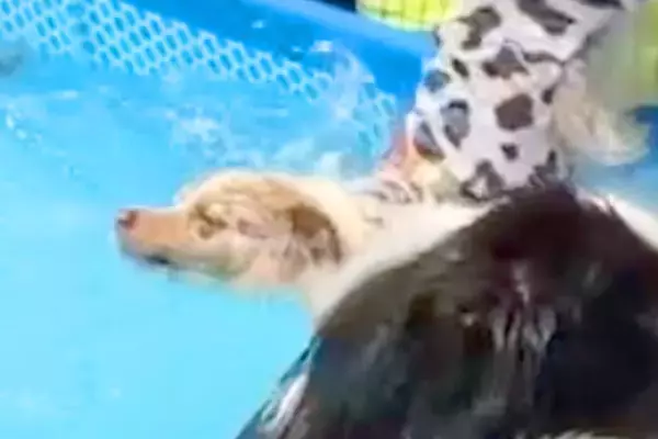 プールに入る犬を『スローモーションで撮影してみた』結果→明らかに様子がおかしい『入水方法』が31万再生「棒高跳びで草」「もはや曲芸の域」