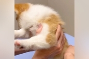 病院に注射を打ちに来た赤ちゃん犬→『怖がって暴れている』と思ったら…とんでもなく可愛い『抵抗の仕方』に悶絶「可愛すぎて笑う」「顔がｗ」