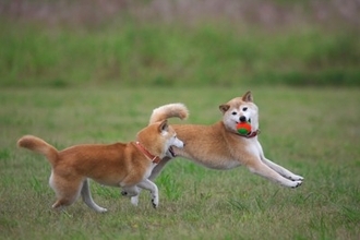 犬同士を仲良くさせる方法とは？多頭飼いを始める前に必ず知っておくべきことまで解説