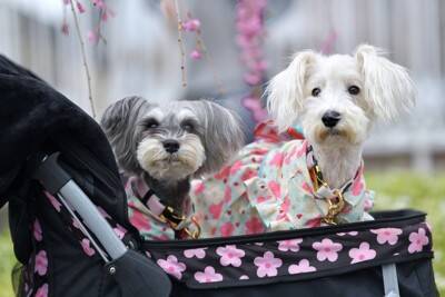 犬同士を仲良くさせる方法とは？多頭飼いを始める前に必ず知っておくべきことまで解説