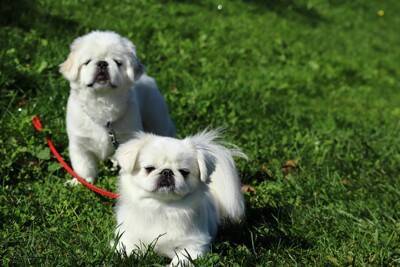 犬同士を仲良くさせる方法とは？多頭飼いを始める前に必ず知っておくべきことまで解説