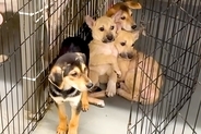 隅で震える『野犬の子犬』→恐怖に怯えた表情をしている中、家にいる犬と会わせてみた結果…奇跡的な光景が58万再生「母性に感動」「幸せに」