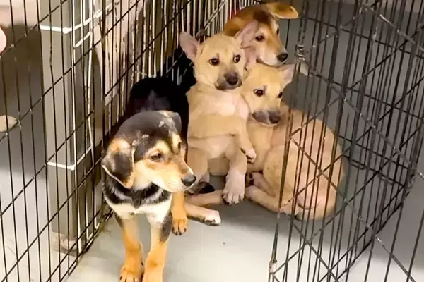 隅で震える『野犬の子犬』→恐怖に怯えた表情をしている中、家にいる犬と会わせてみた結果…奇跡的な光景が58万再生「母性に感動」「幸せに」