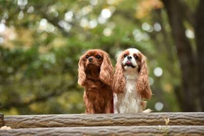 『優しい性格の犬種』５選　穏やかな犬の共通点や迎える際に心得ておくべきことまで