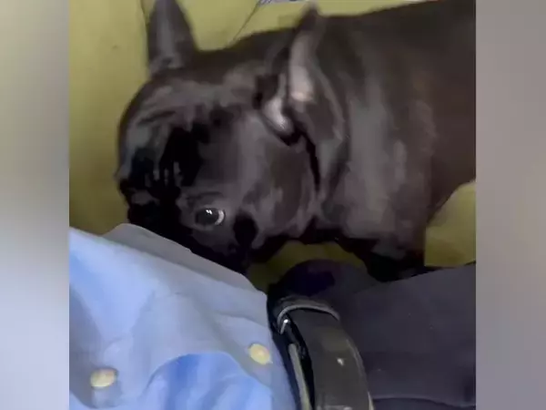 会社に行こうする男性→留守番を察した犬が近づいてきて…仕事を休みたくなる『愛おしい行動』が18万再生「抗えないｗ」「上目遣い最高」と絶賛