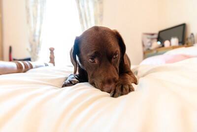 犬が『腕枕を好む理由』3選　飼い主と一緒に寝たがる心理や添い寝する際の注意点まで