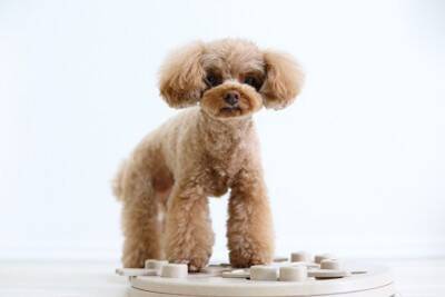 飼い主が衝動買いしてしまう『犬のグッズ』6つ　実はいらないかも？後悔しないコツまで