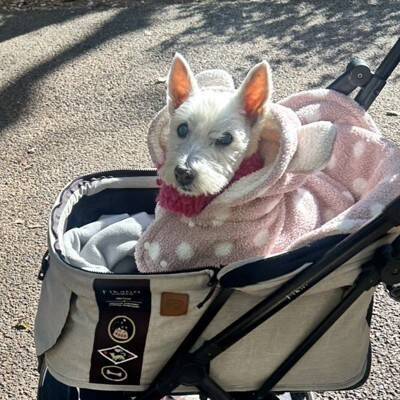 ちーちゃんですけどもっ【第342話】「今年もよろしくお願いします」