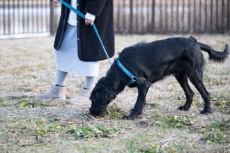 犬が『地面のニオイを嗅ぐ』理由6つ　放っておいて大丈夫？お散歩中の注意点まで解説