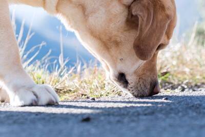 犬が『地面のニオイを嗅ぐ』理由6つ　放っておいて大丈夫？お散歩中の注意点まで解説