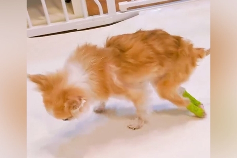 病院で『もう歩けない』と言われた犬が…まさかの『奇跡的なストーリー』に感動の声「諦めなければ願いは届く」「みんな応援してるよ」と3万再生