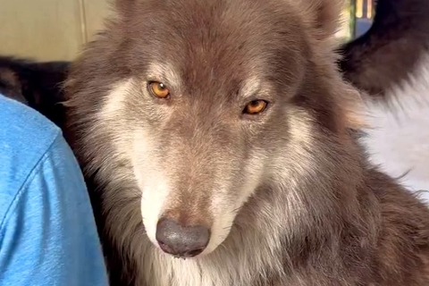 カッコいい顔をしたウルフドッグ→『クールな性格かな』と思いきや…ギャップがありすぎる『まさかの光景』が44万再生「たまらん」「撫でたい」