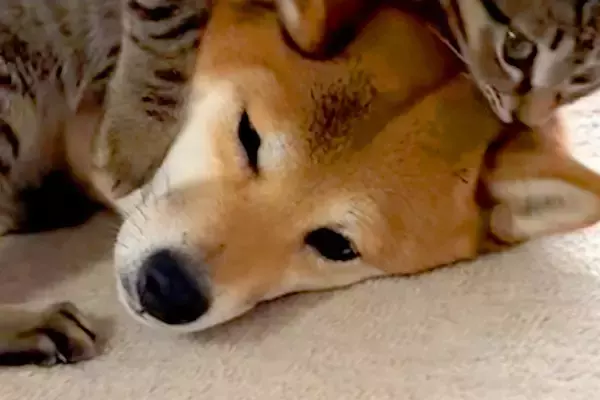 『犬のことが好きすぎる猫』VS『塩対応な犬』 お互いの性格が出すぎている『愛おしい攻防戦』が48万再生「普通は逆ｗｗ」「優しいわんこ」